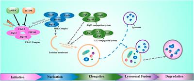 Studies Progression on the Function of Autophagy in Viral Infection